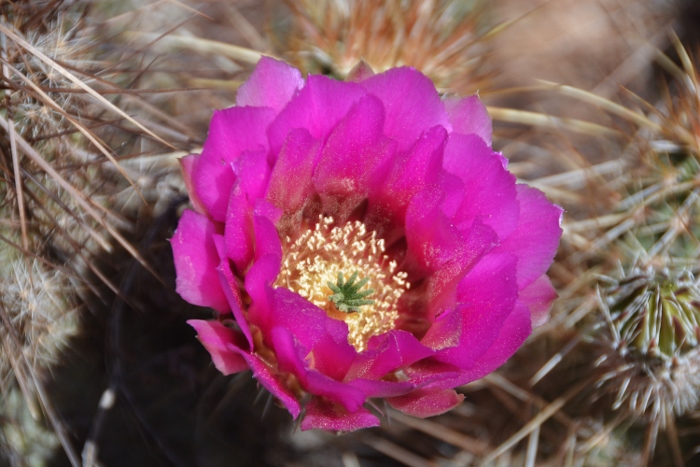 hedgehog in bloom